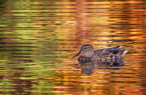 Un patito bebé nadando en un estanque —  Fotos de Stock