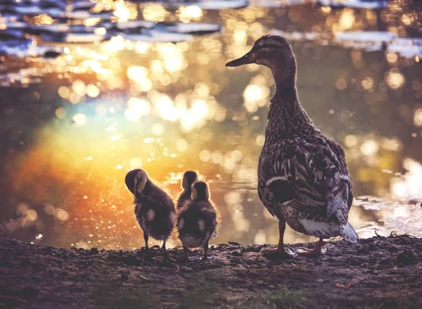 Mère canard avec plusieurs canetons se faisant passer pour — Photo