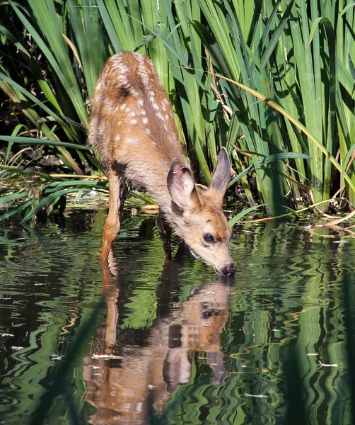Um bebê bonito cervos beber água — Fotografia de Stock