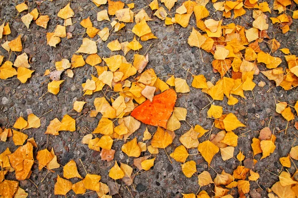 Bir yolda sırasında sonbahar yaprakları — Stok fotoğraf