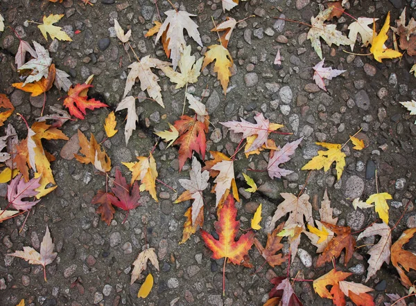 Blätter im Herbst auf dem Weg — Stockfoto