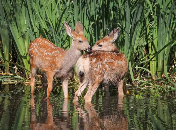 Gêmeos fawns nuzzling uns aos outros em uma lagoa — Fotografia de Stock