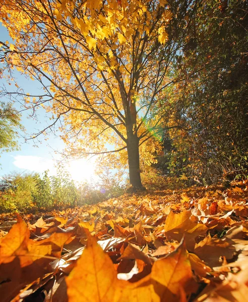 Un grande arancio pieno di foglie — Foto Stock