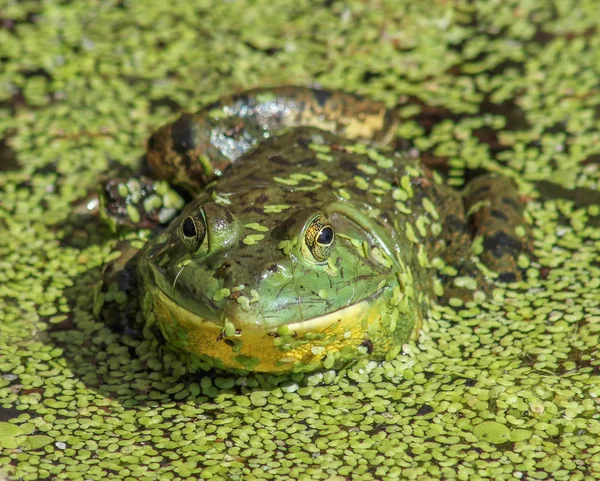 Um sapo viscoso numa lagoa — Fotografia de Stock