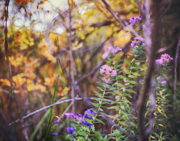 En snårskog av lila blommor — Stockfoto