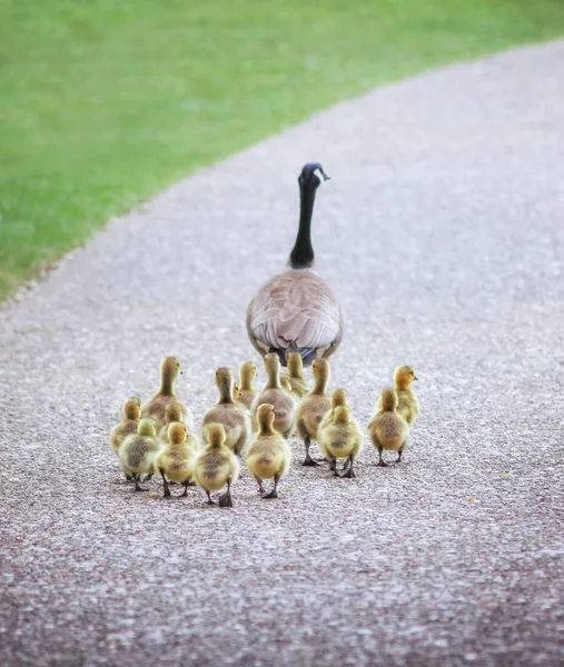 Família bonito de gansos andando em um caminho de pedra seixo — Fotografia de Stock