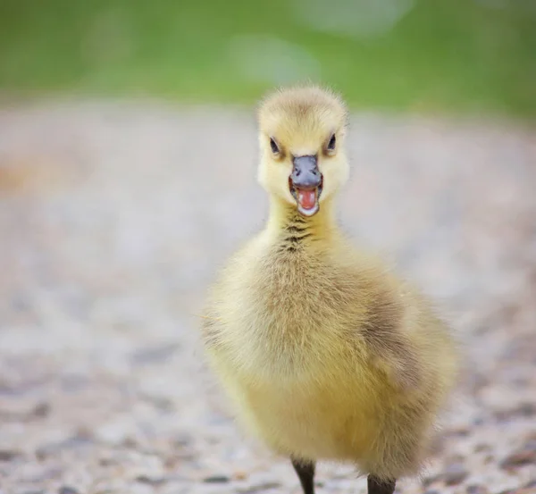 Kanadské husy gosling troubit — Stock fotografie