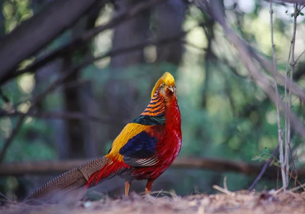 Dometic golden pheasant in a local park — Stock Photo, Image