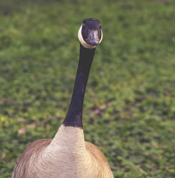 Una curiosa oca canadese — Foto Stock