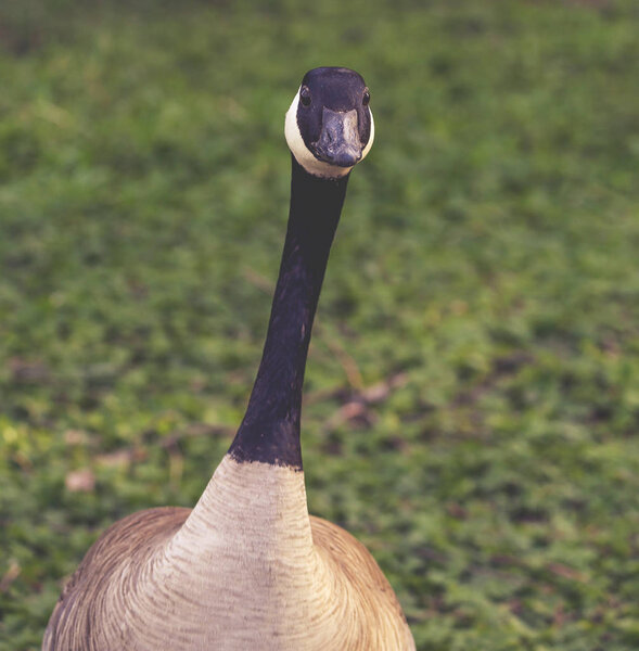 a curious canadian goose