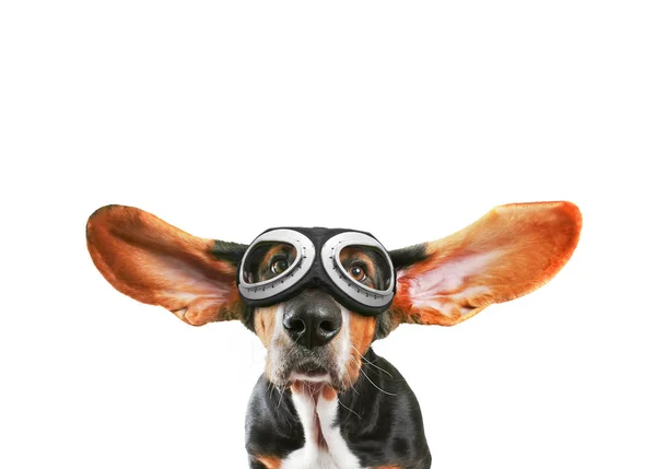 A basset hound with his ears flying away wearing goggles — Stock Photo, Image