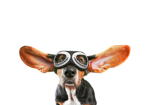 a basset hound with his ears flying away wearing goggles  