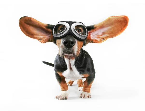En basset hound med hans öron som flyger bort bär skyddsglasögon — Stockfoto