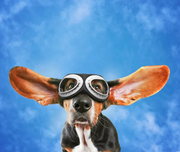 A basset hound wearing pilot goggles — Stock Photo, Image