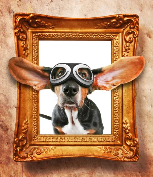 Marco de fotos con un perro basset con gafas — Foto de Stock