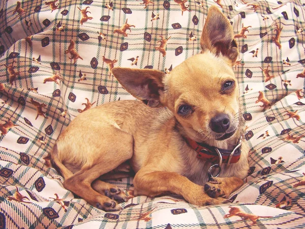 Un lindo cachorro chihuahua sentado en una cama de mascotas —  Fotos de Stock