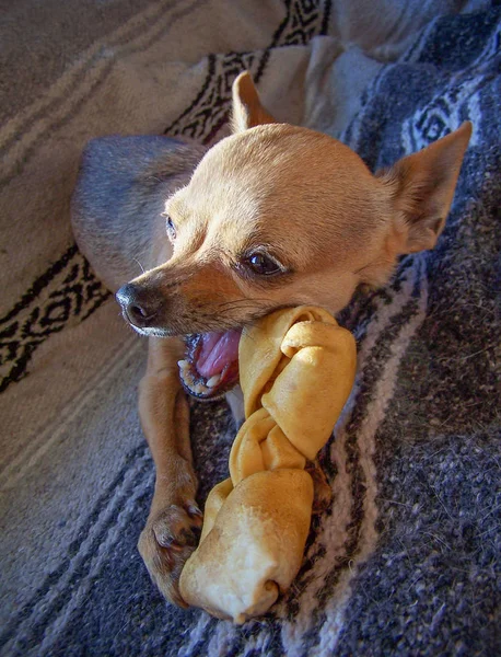 Un simpatico cucciolo di chihuahua mastica un osso di rawhide — Foto Stock