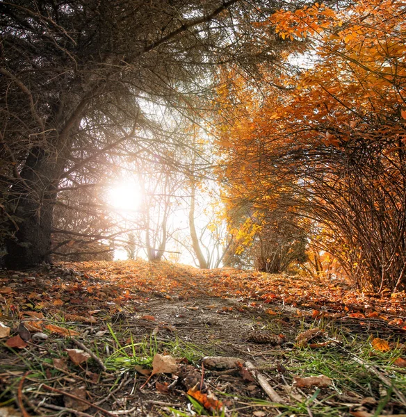 Giornata autunnale in un parco pubblico locale — Foto Stock