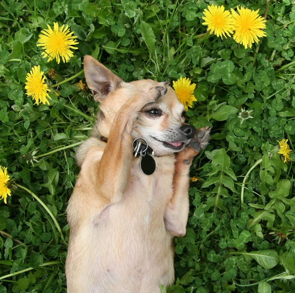 Söt chihuahua på grönt gräs — Stockfoto