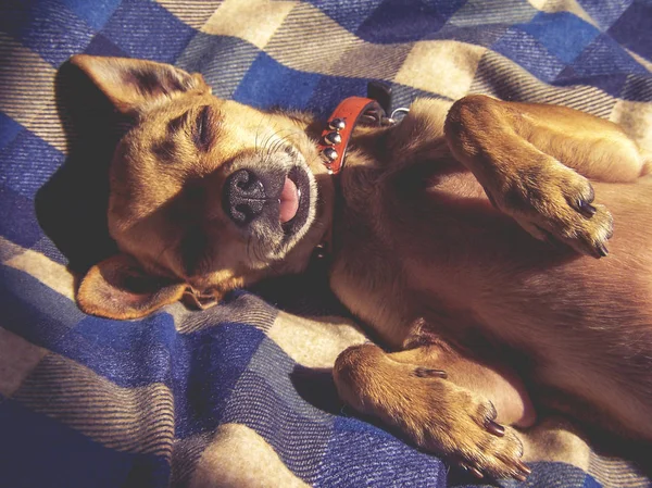 Cachorro dormindo em um cobertor xadrez — Fotografia de Stock