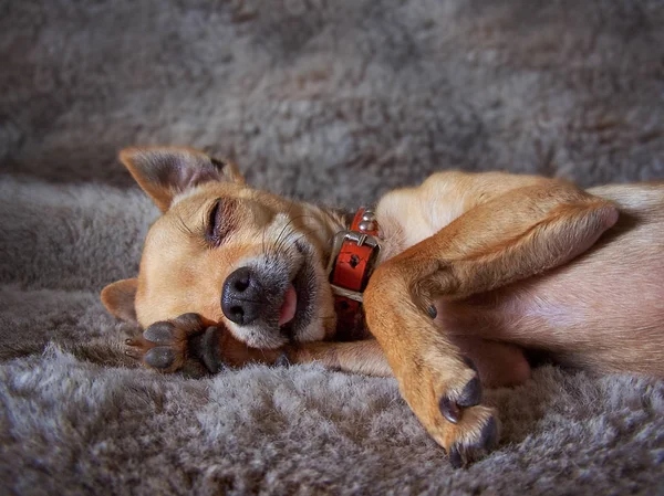 Puppy sleeping on a fake fur blanket — Stock Photo, Image