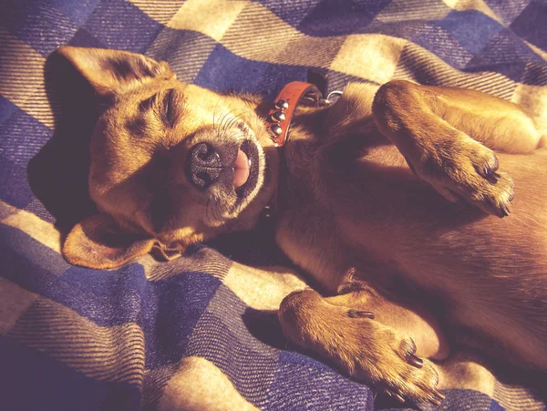 格子縞の毛布で寝ている子犬 — ストック写真