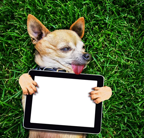 Um chihuahua bonito segurando um tablet branco media pad — Fotografia de Stock