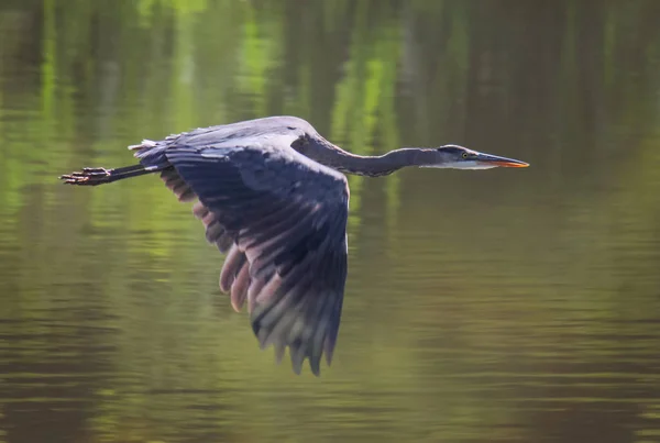 Un héron dans un parc faunique local chasse — Photo