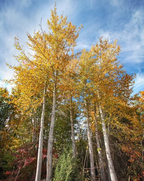 Büyük sarı ağaçlar Park — Stok fotoğraf