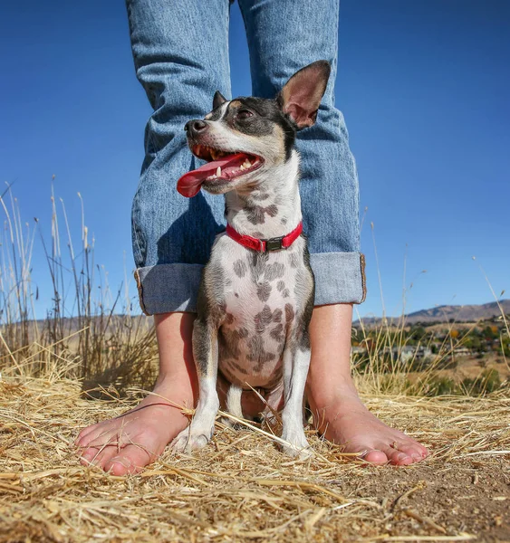 sevimli fare korkunç köpek bir kişi önünde 