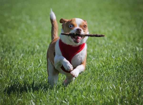 Pequeño perro jugando con palo — Foto de Stock