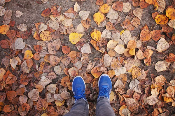 Sapatos azuis em folhas durante o outono — Fotografia de Stock