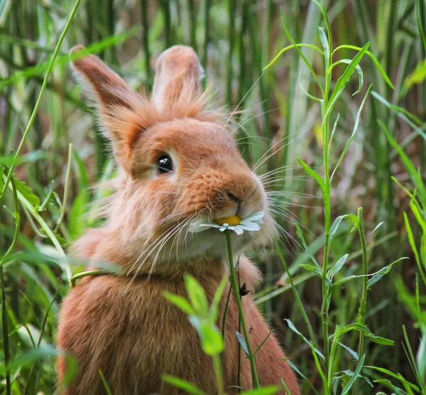 Un lindo conejo comiendo una margarita — Foto de Stock