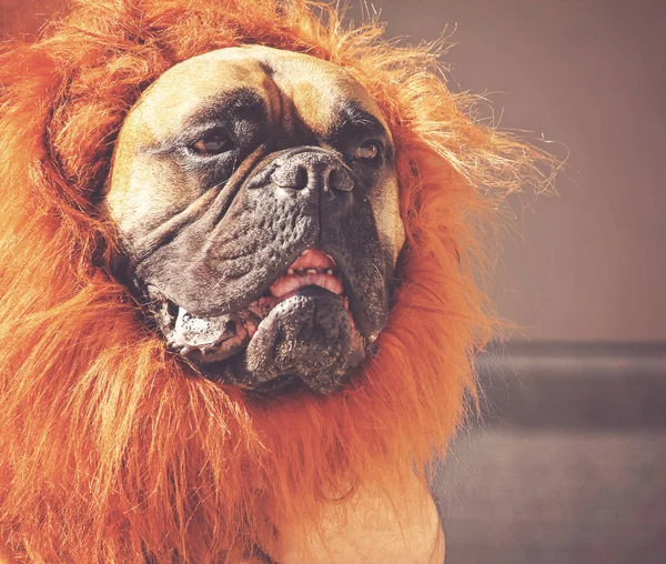 Söt hund bär lejon dräkt — Stockfoto