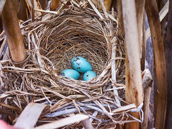 Un nido de mirlo alado rojo con huevos — Foto de Stock