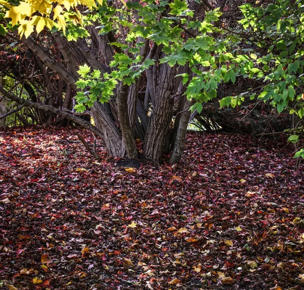 Ein großer grüner Baum voller Blätter — Stockfoto