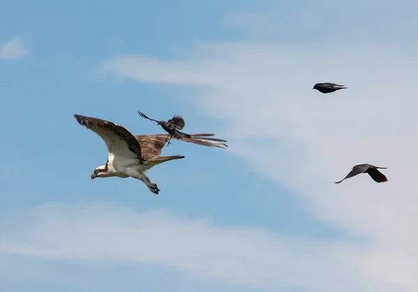 Un falco pescatore alla ricerca di cibo che vola nel cielo — Foto Stock
