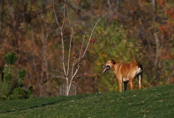 Um cão feliz animado ofegando uma colina — Fotografia de Stock