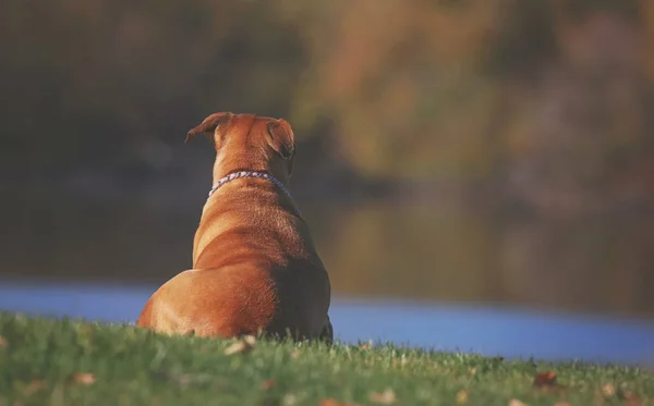 Hund sittande på en kulle i en park — Stockfoto