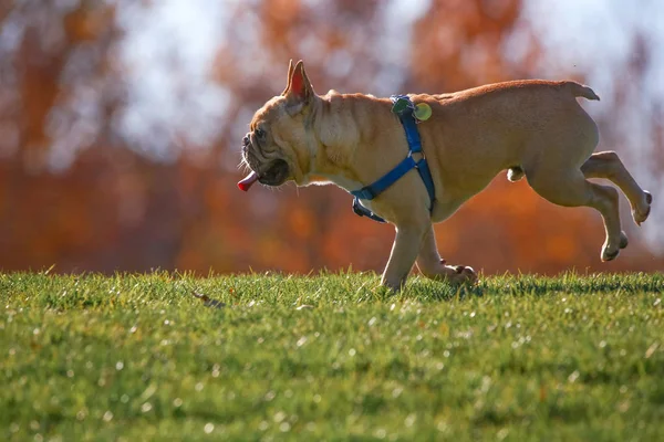 Bulldog francese eccitato che corre su una collina in un parco — Foto Stock