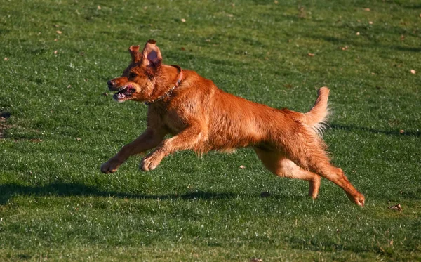 Собака, бегущая по холму в парке — стоковое фото
