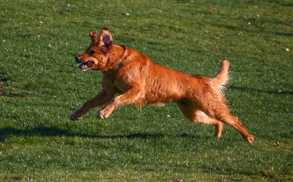 Un chien montant une colline dans un parc — Photo