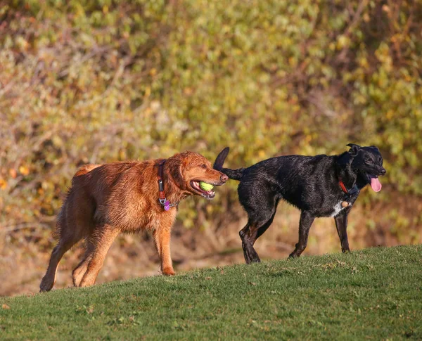 A dogs playing a game of fetch with a tennis ball — Stock Photo, Image