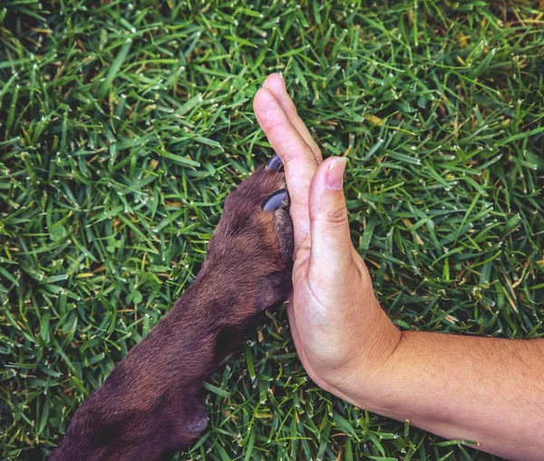 Una donna che dà il cinque alla zampa del cane — Foto Stock