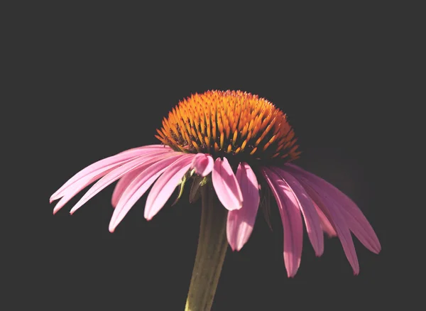 a pretty cone flower in the warm sun