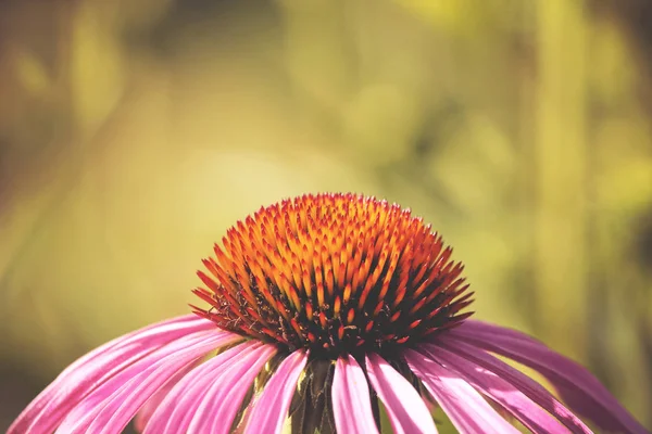 Eine hübsche Zapfenblume in der warmen Sonne — Stockfoto