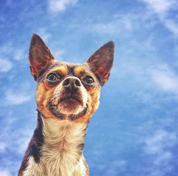 Uma mistura chihuahua apreciando o ar livre no dia — Fotografia de Stock