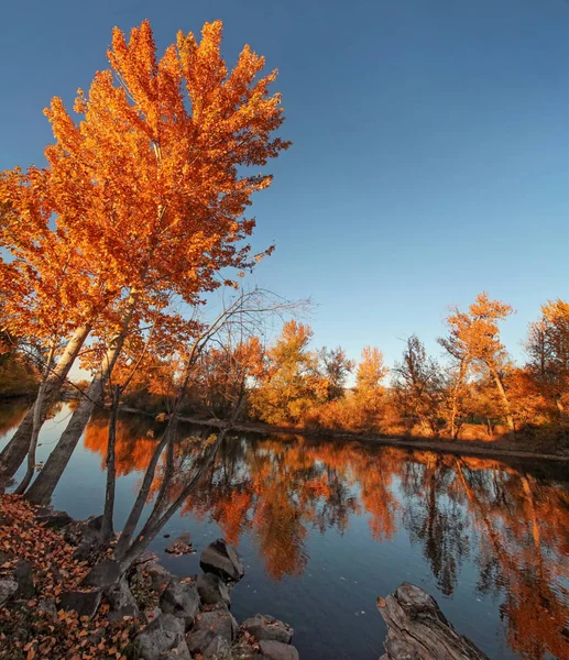 Un grande arancio pieno di foglie nel parco — Foto Stock