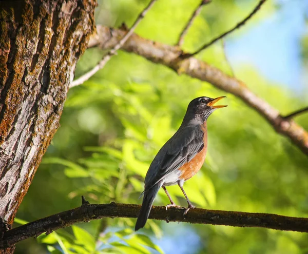 Un joli robin chantant sur une branche — Photo