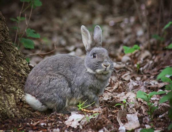 Um coelhinho bonito comendo folhas em um parque local — Fotografia de Stock